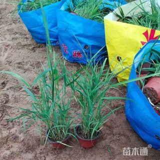 高度80厘米芦苇