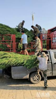 高度180厘米蜀桧