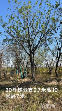 35公分朴树