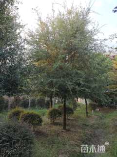 18公分弗吉尼亚栎