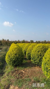 冠幅150厘米金冠女贞球