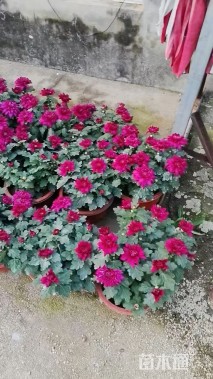 高度30厘米小菊花