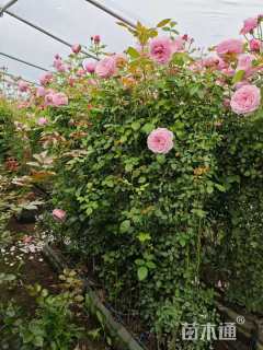 80公分小青杆月季