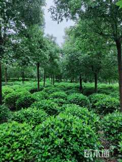 高度100厘米栀子花
