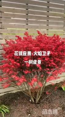 高度150厘米火焰卫矛