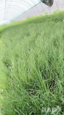 高度5厘米粉黛乱子草