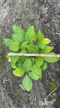 高度30厘米无尽夏绣球