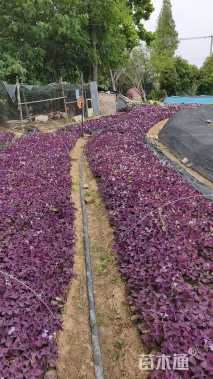 高度5厘米紫叶酢浆草