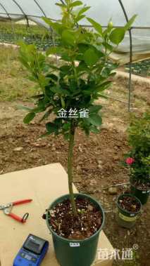 高度1.5厘米月季