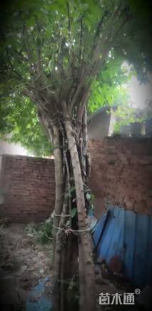 高度250厘米蜡梅