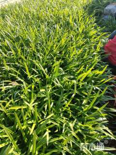 高度30厘米百子莲