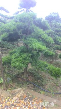 15公分造型罗汉松