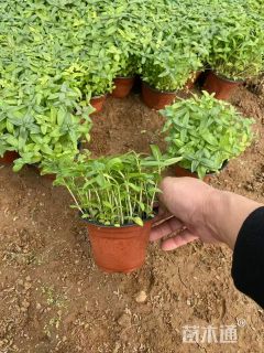 高度20厘米千屈菜