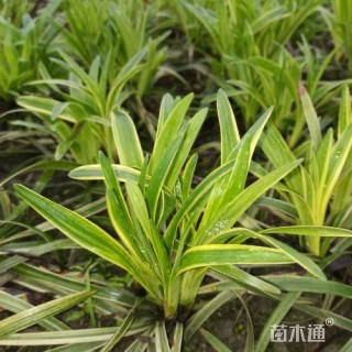高度25厘米金边阔叶麦冬