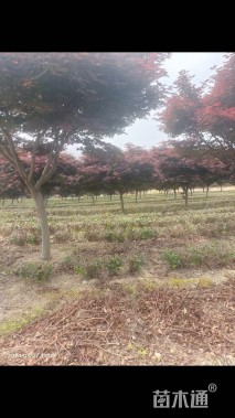 12公分日本红枫