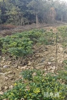 高度50厘米海桐