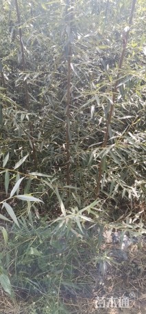 2公分柳树
