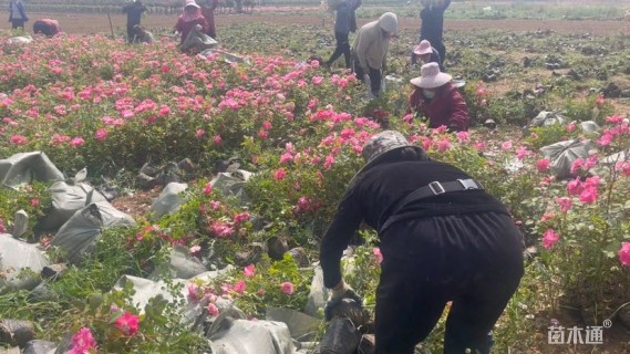 高度30厘米丰花月季