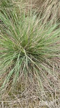 高度70厘米画眉草