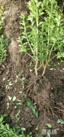 高度25厘米瓜子黄杨