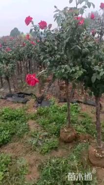 2.5公分独杆月季