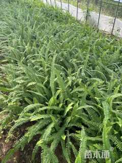 高度35厘米肾蕨