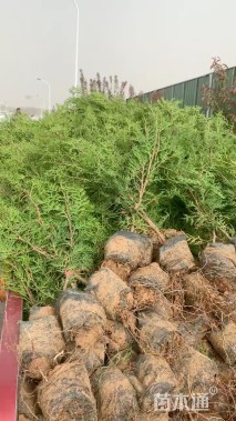 高度50厘米侧柏