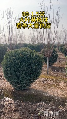 冠幅140厘米大叶黄杨球