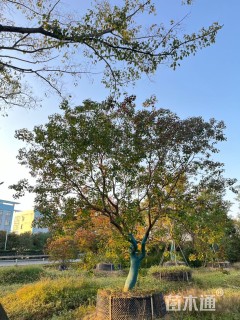 23公分乌桕