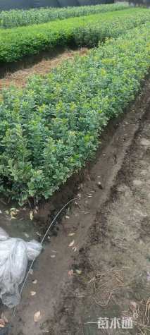 高度50厘米金边黄杨