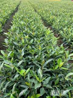 高度40厘米法国冬青