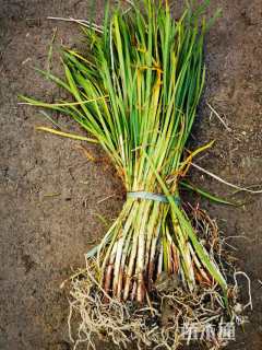 高度40厘米美人蕉