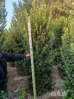 高度2.2厘米大叶黄杨柱