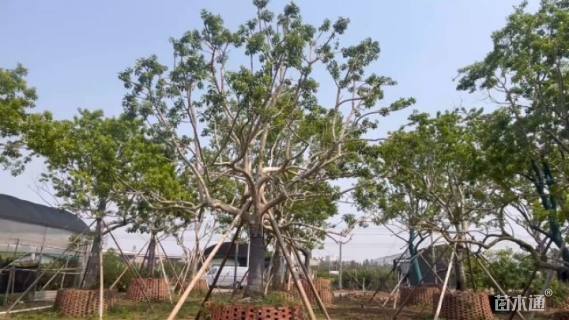 20公分造型冬青