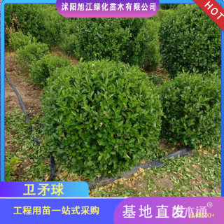 冠幅120厘米卫矛球