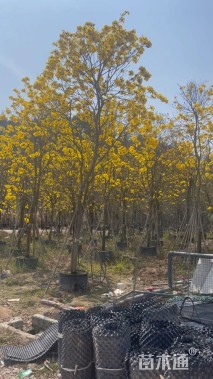 12公分黄花风铃木