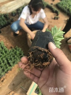 高度10厘米薰衣草