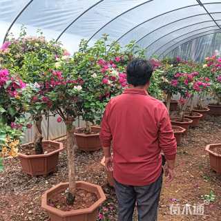 高度120厘米三角梅