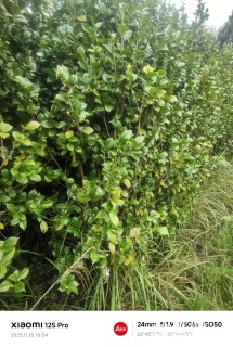 高度180厘米茶花