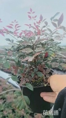 高度26厘米南天竹