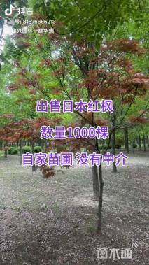 18公分日本红枫