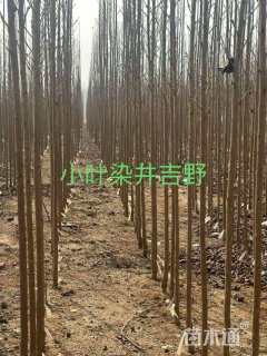 高度250厘米染井吉野樱小苗