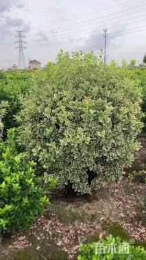 冠幅130厘米金边黄杨球