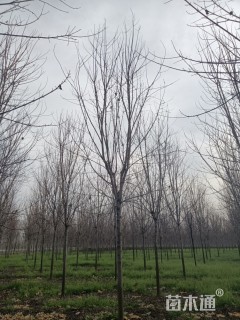 10公分美国红枫-秋火焰