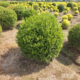 冠幅100厘米小叶黄杨球