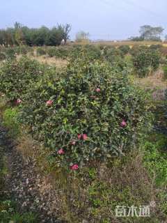 冠幅120厘米茶梅球