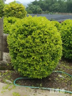 高度50厘米金叶假连翘球