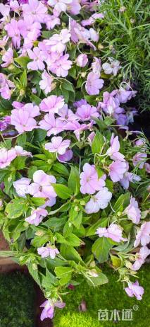 高度30厘米凤仙花