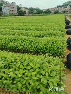 高度70厘米火力楠小苗