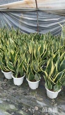 高度35厘米金边虎尾兰